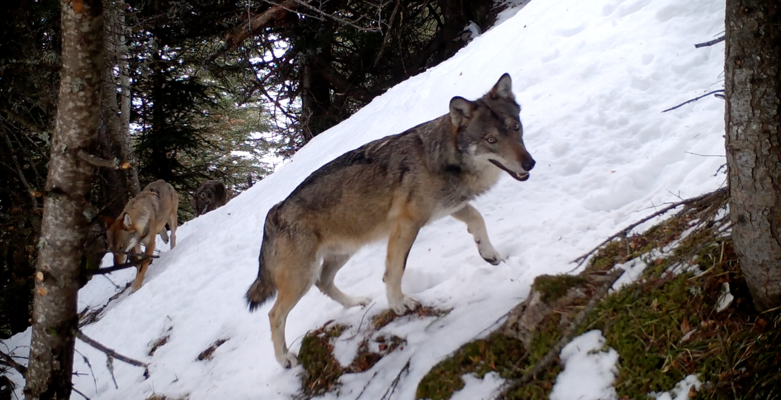 VIVRE AVEC LES LOUPS + RENCONTRE AVEC BÉRENGÈRE YAR